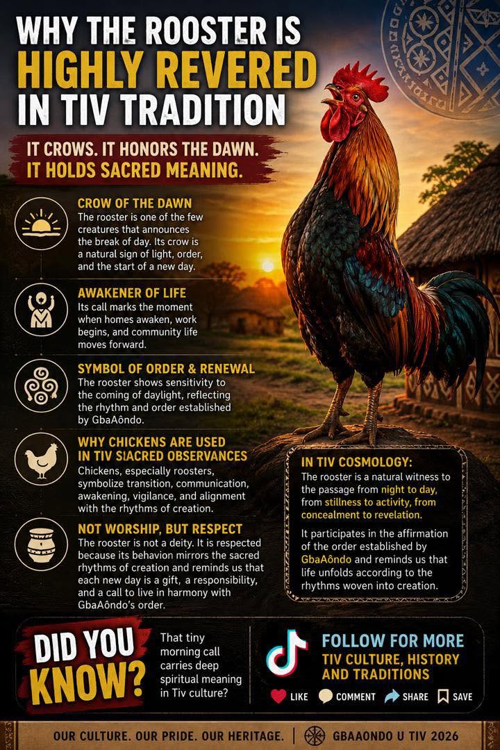 Infographic: why the rooster is highly revered in Tiv tradition